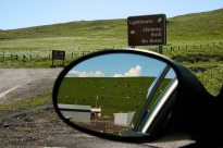 Cows in the rearview mirror at Point Reyes